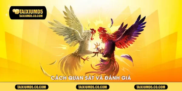 Cách quan sát và đánh giá