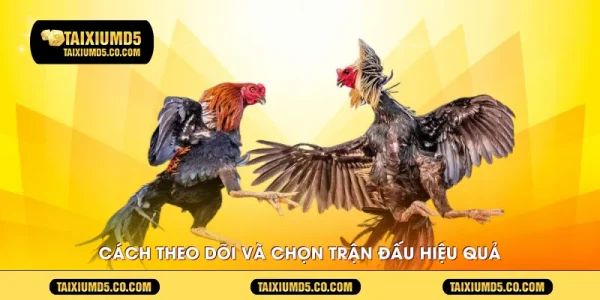 Cách theo dõi và chọn trận đấu hiệu quả
