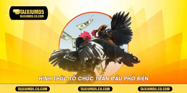 Hình thức tổ chức trận đấu phổ biến