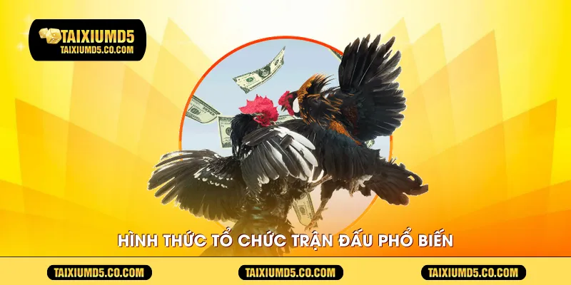Hình thức tổ chức trận đấu phổ biến