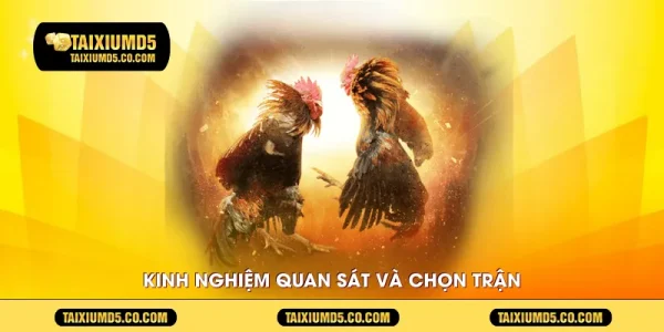 Kinh nghiệm quan sát và chọn trận