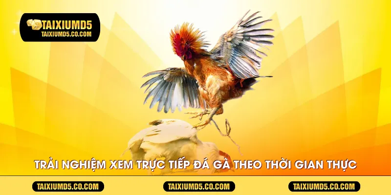 Trải nghiệm xem trực tiếp đá gà theo thời gian thực